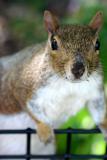 A Curious Squirrel 