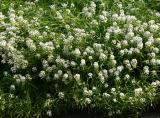 Alyssum