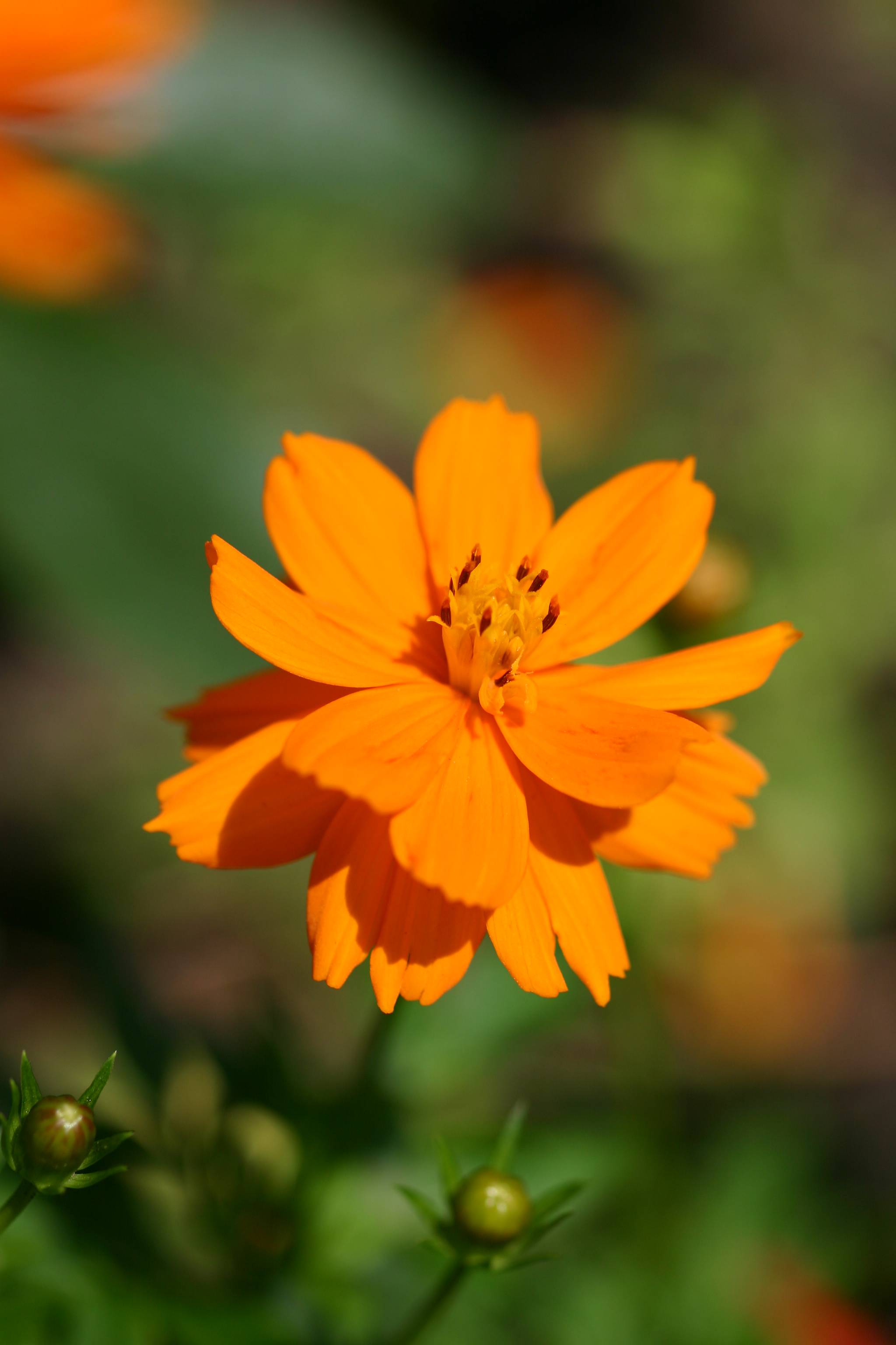 Coreopsis Aster