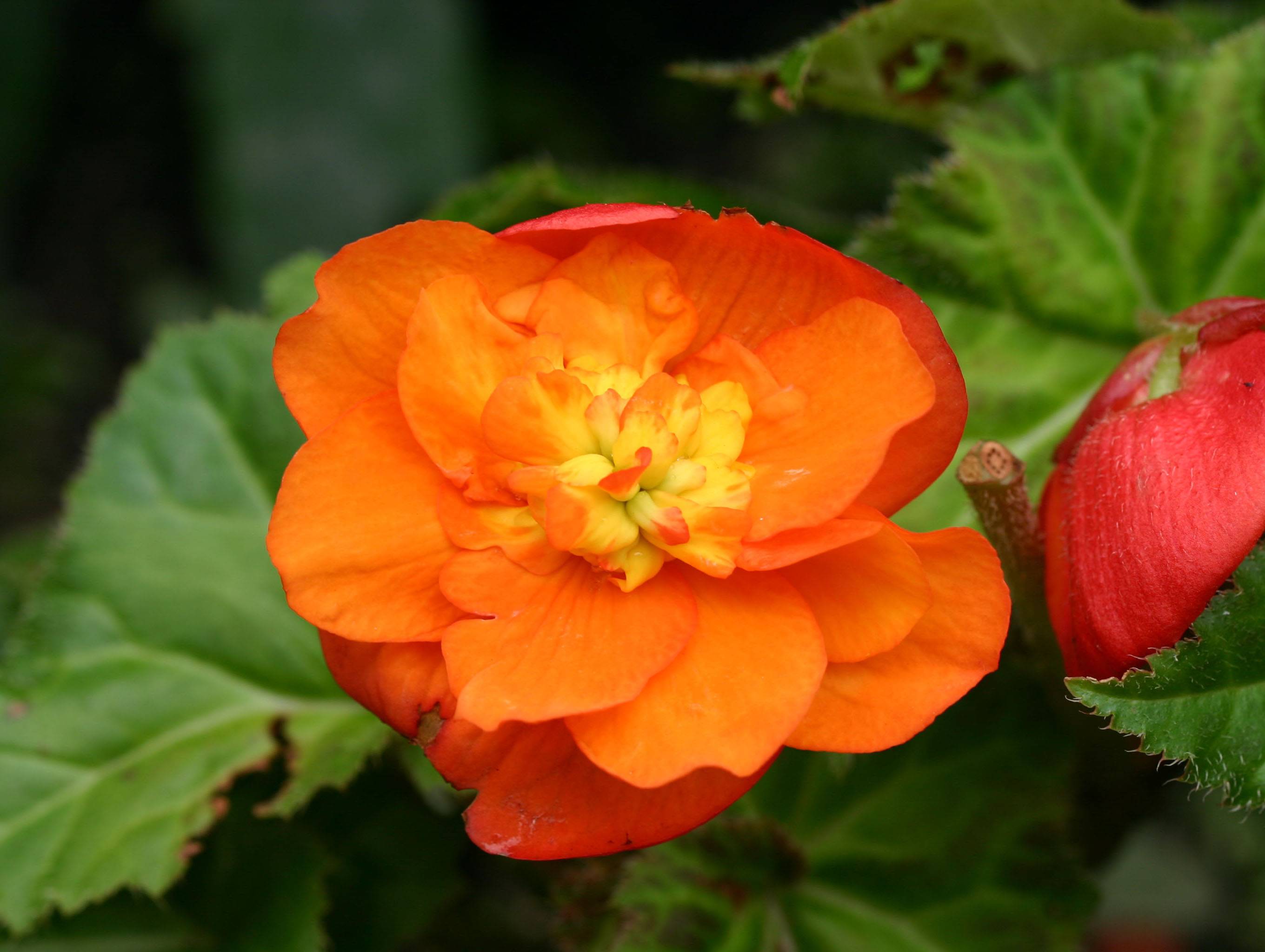  Begonia LPCG