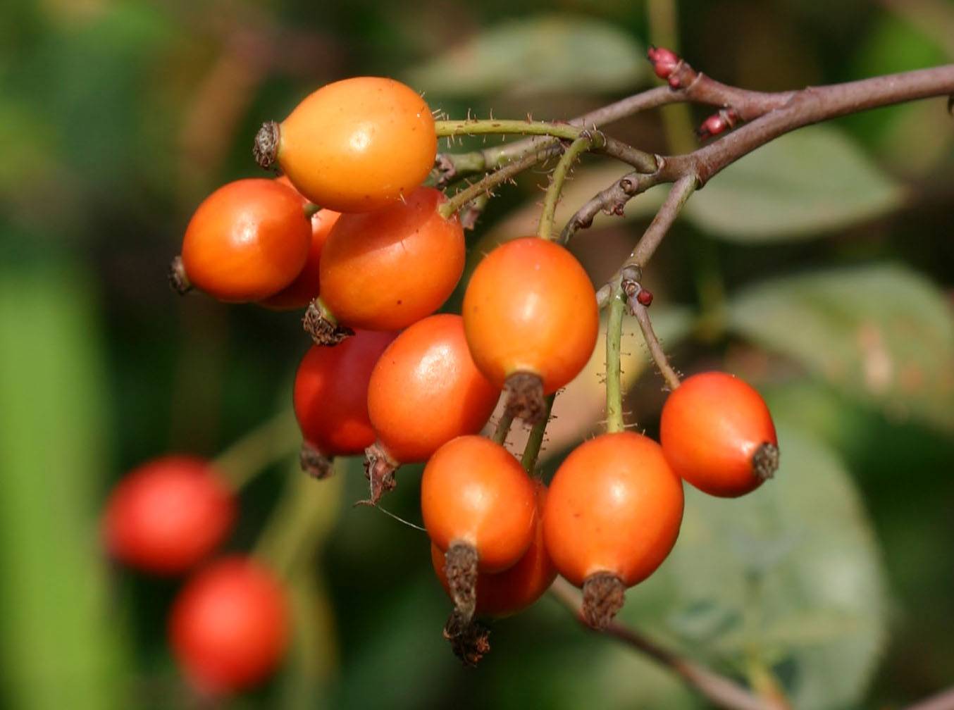 Rose Hips LPCG