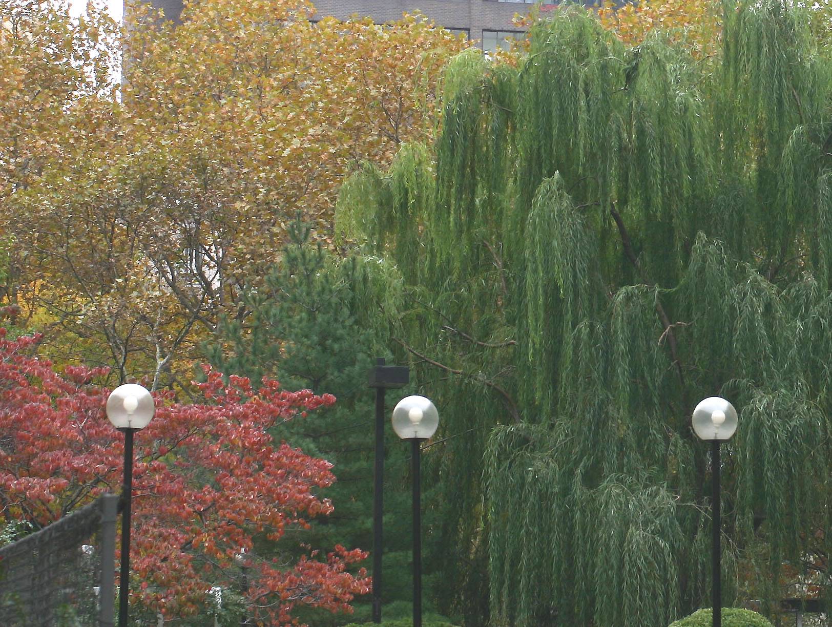 Sycamore, Willow & Dogwood