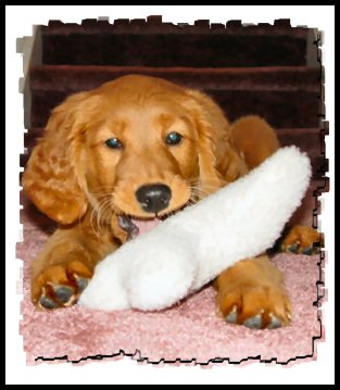 Sammy w/her toy