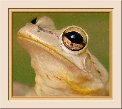 frog-eye_paint640.jpg