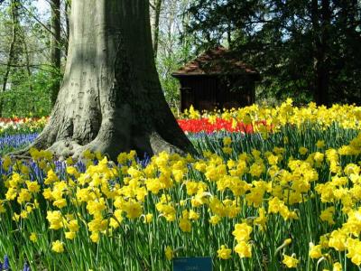 de Keukenhof