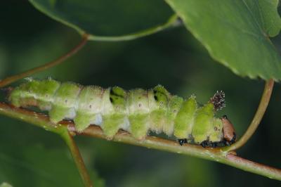 Limenitis-populi1.jpg