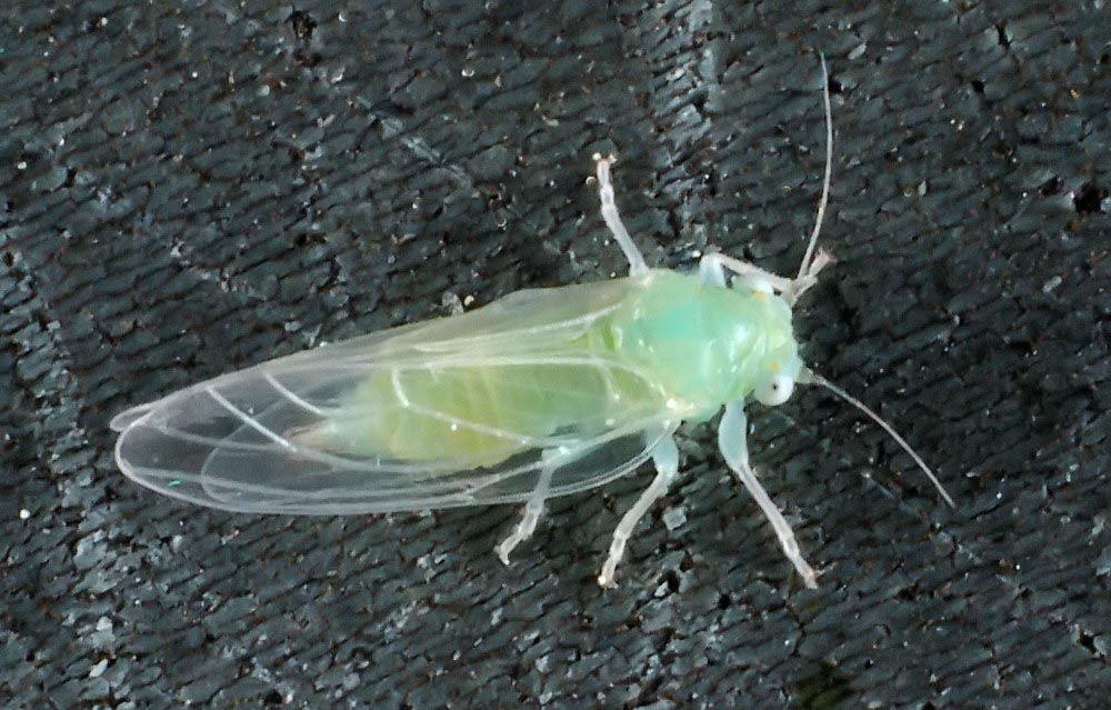 Cacopsylla-mali.jpg