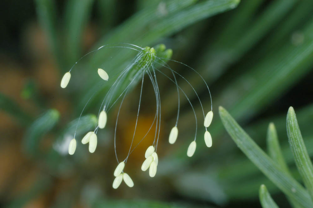 Chrysoperla-eggs.jpg