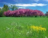 Field and Grove along the Western Parkway