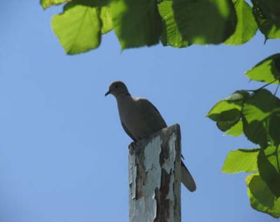 Pigeon Dove3.jpg