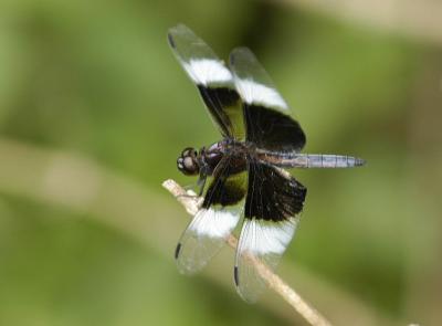 DSC_4724.jpg