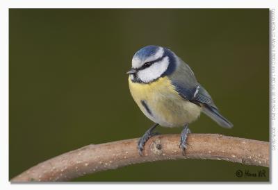 Parus caeruleus