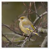 Carduelis chloris