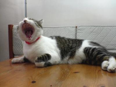 BIG yawn
