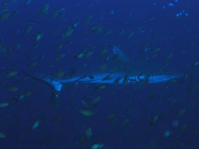 Gray Reef Shark