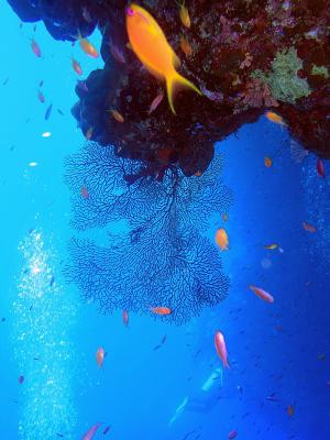 Gorgonian Coral