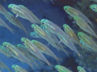 Glass fish