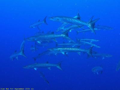 Barracudas at The Jackson reef