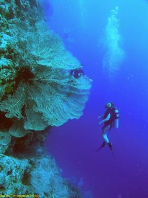 Divers at Ras Um Sid