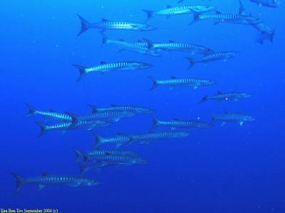 Barracudas at The Jackson reef