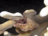 Rosy Hermit Crab
