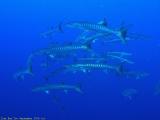 Barracudas at The Jackson reef