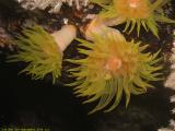 Corals