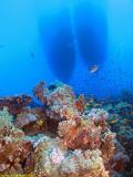 Diving Boats from below