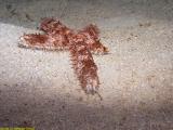 Starfish