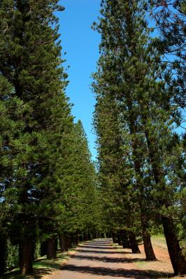 Leaning Pines