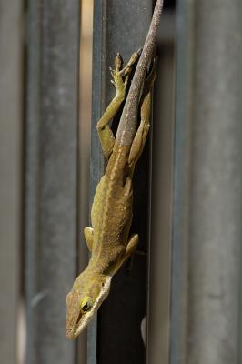 Lizard