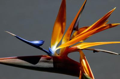 Bird of Paradise