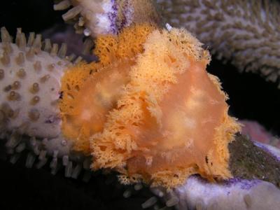 Tufted Nudibranchs