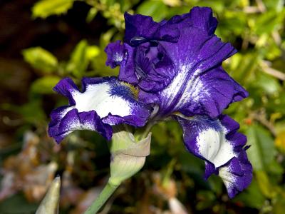 Purple Iris in the Sunlight