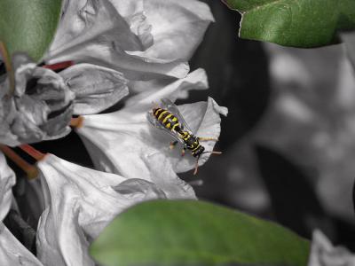 Wasp Selective Color
