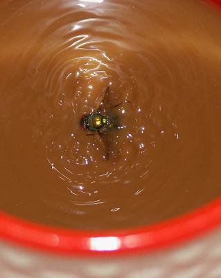 Hey! There's a fly in my Coffee