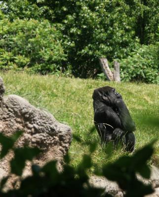 Gorilla as Rodin's Thinker
