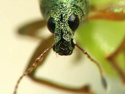 Green Weevil in your Face