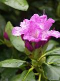 Wet Rhododendron