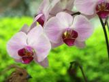 Orchids