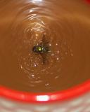 Hey! Theres a fly in my Coffee