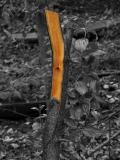 Split Tree