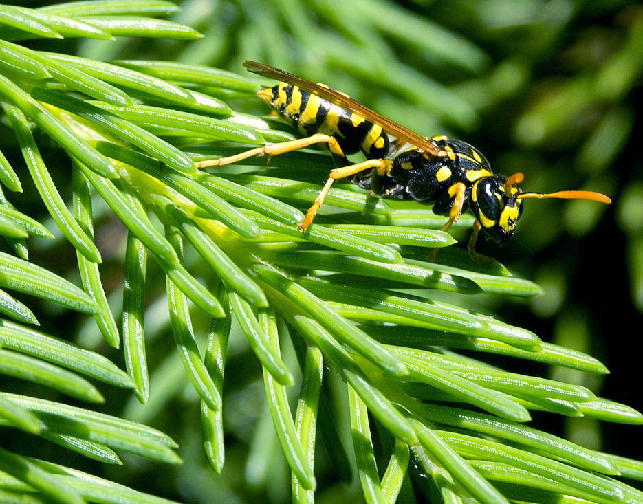 Wasp on Spruce