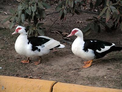 birds