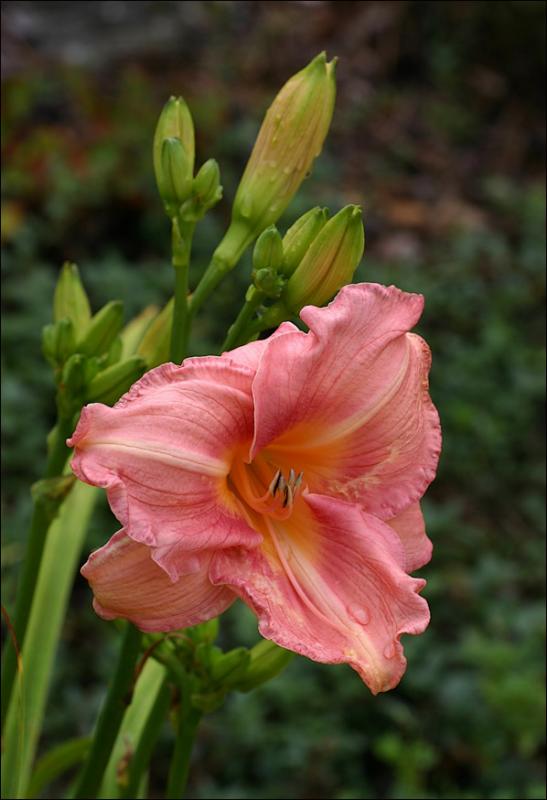 Coral Lily