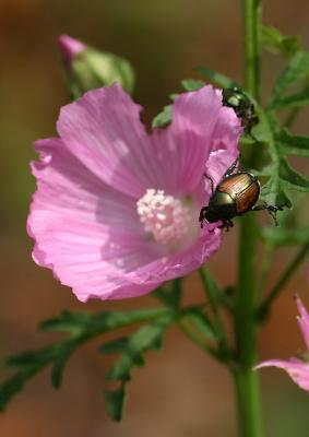 Japanese Beetle