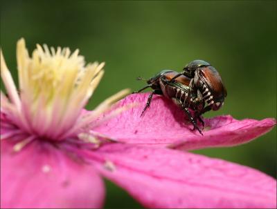 Beetles at Play