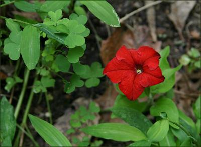 Pansy Volunteer