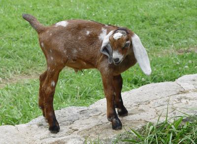 Goats at Connemara