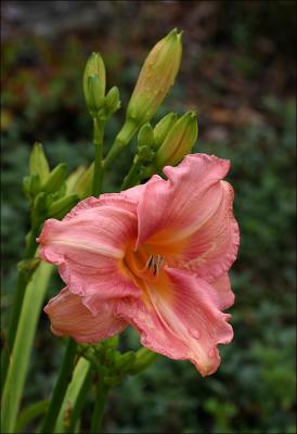 Coral Lily
